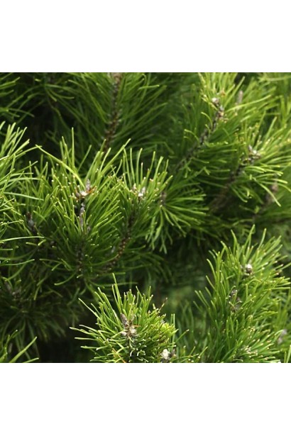 Сосна звичайна на штамбі хвоя